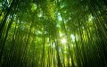 Висококачествени Семена бамбук Moso Bambo градински сертифицирани декоративни растения за дома и дво, снимка 18
