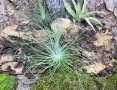Tillandsia filifolia, снимка 4