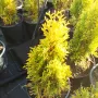 Туя Златен Смарагд, Thuja Occidentalis Golden Smaragd, снимка 9