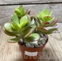 Crassula ovata v. minor, снимка 2