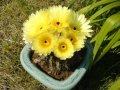 Кактус цъфтящ в жълто - малки , снимка 1 - Стайни растения - 33663513