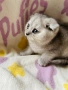 Шотландско клепоухо момиче. Сръбрена чинчила. Scottish fold, снимка 4