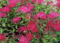 Спирея Дартс Ред, Spiraea japonica 'Darts Red', снимка 1 - Градински цветя и растения - 39674505