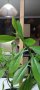 Каучукова палма-стайно цвете, снимка 2