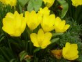 Щенрбергия жълт минзухар, снимка 1 - Градински цветя и растения - 43652284