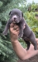 Американско Були Покет/ American Bully Pocket, снимка 4