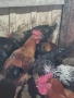 Продавам или разменям за ярки млади домашни петлета, снимка 14