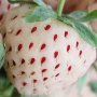 200 семена от плод бяла ягода органични плодови бели ягодови семена от вкусни ягоди отлични плодове , снимка 5