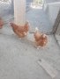 продавам кокошки носачки за яйца, снимка 2