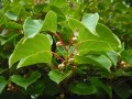 Киви Actinidia arguta Issai - МИНИ КИВИ – малко познато и много вкусно!, снимка 15