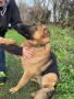Продавам мъжка немска овчарка, снимка 16