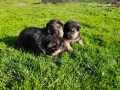 Малки Немски Овчарки, снимка 2