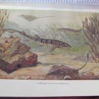 1956г.Научна Книга Илюстрации за Рибите и Водните Обитатели, снимка 4 - Антикварни и старинни предмети - 44029993