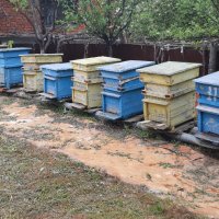 Пчелни кошери, снимка 8 - За пчели - 36628613