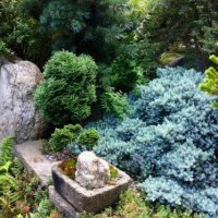 Juniperus squamata 'Blue Star', Хвойна Синя Звезда, снимка 5 - Градински цветя и растения - 39479257