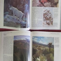1987г. Албум Книга Снимане на дивите животни и природата, снимка 5 - Антикварни и старинни предмети - 27553425