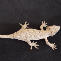 Gargoyle gecko, Ушат новокаледонски гекон, снимка 2 - Други - 41531927