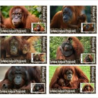 Чисти блокове Фауна Маймуни Орангутани 2020 от Тонго, снимка 1 - Филателия - 37606592