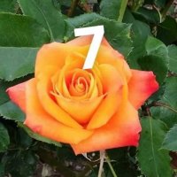 Корени готови за засаждане ” Черна Роза”, " Нефрит ", " Дъгова " внос Холандия, сертифицирани, снимка 11 - Градински цветя и растения - 32796152