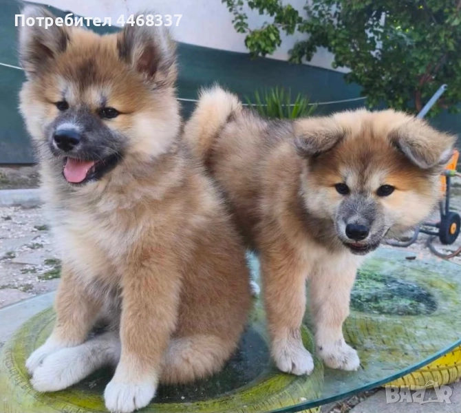 Бебета Акита Ину, снимка 1