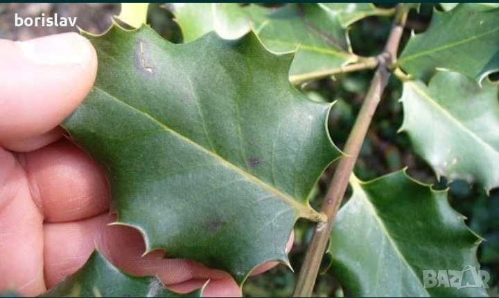 Билка Пърнар(лекува бъбречни заболявания, камъни в бъбреците, инфекции и бактерии в урината), снимка 1