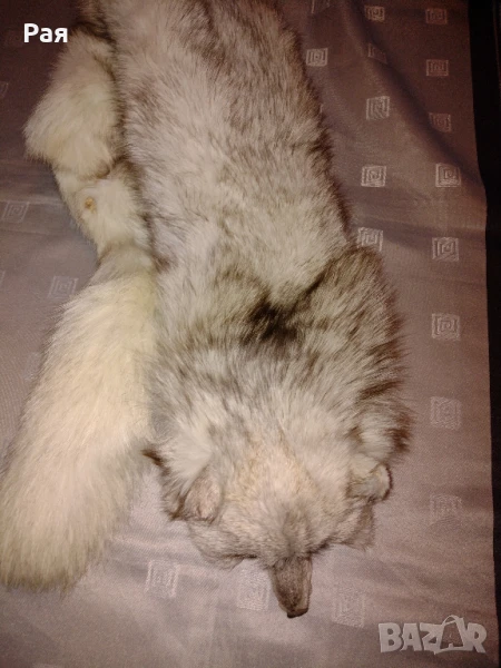 Шал яка от полярна бяла лисица, снимка 1