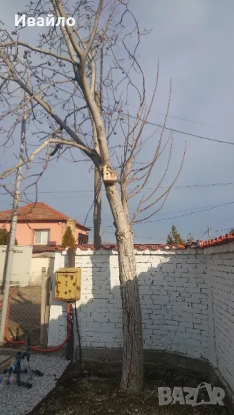 Орех за рязане, снимка 1