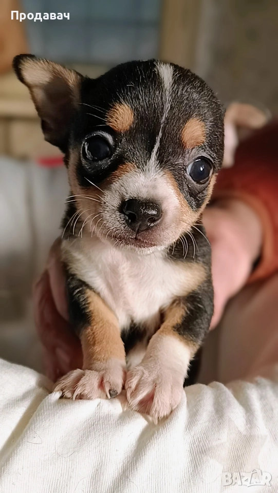 Чихуахуа , снимка 1