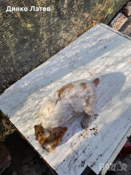 Малък Бретон Шпаньол, снимка 1