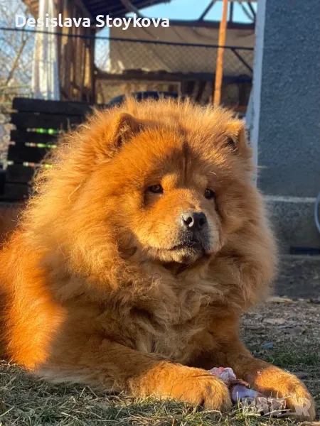 Чау чау , снимка 1