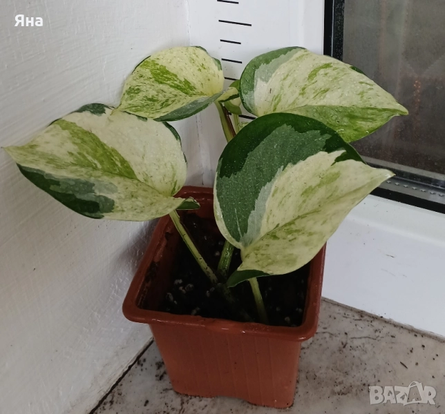 Епипремнум "Manjula", снимка 1