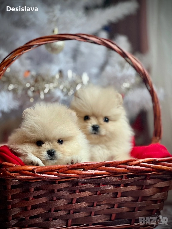 Мини померан , снимка 1