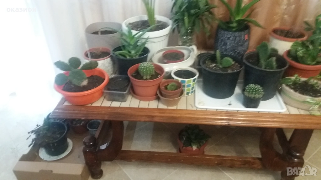 цветя със саксии по 2евро, снимка 1