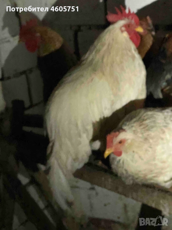 Млади ПЕТЛЕТА, снимка 1