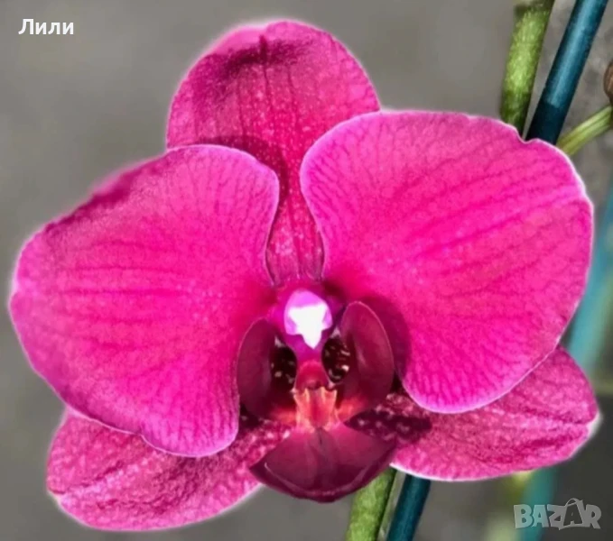 Oрхидея фаленопсис Montreux, снимка 1