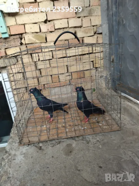 Американски високолетачи. , снимка 1