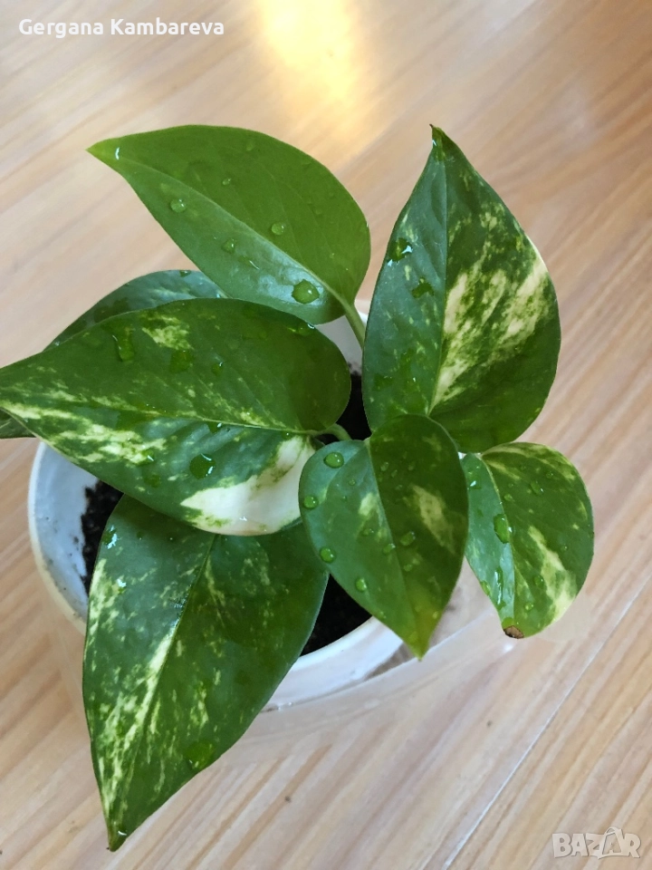 Epipremnum Aurea , снимка 1