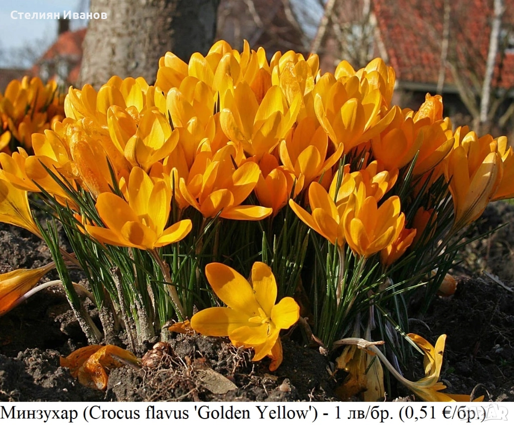 Жълт минзухар (Crocus flavus 'Golden Yellow') - луковици, снимка 1