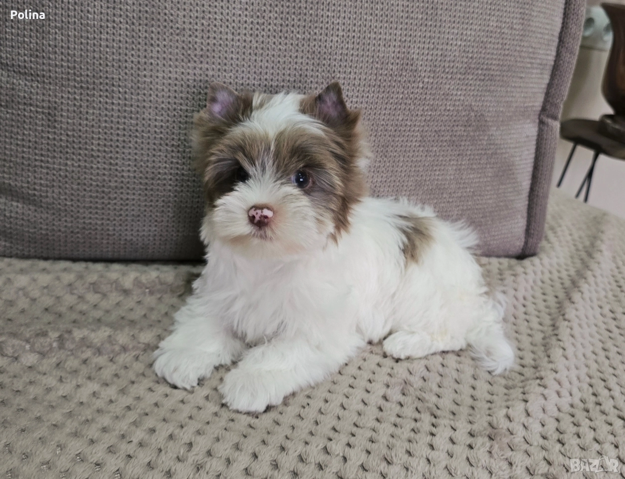 Момиче шокобери, снимка 1