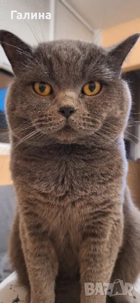 Британец за разплод, снимка 1