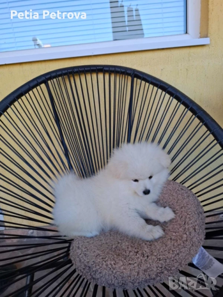 Померан, снимка 1