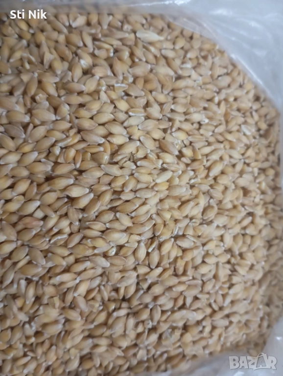 Продавам семена еднозърнест лимец реколта 2025година. , снимка 1