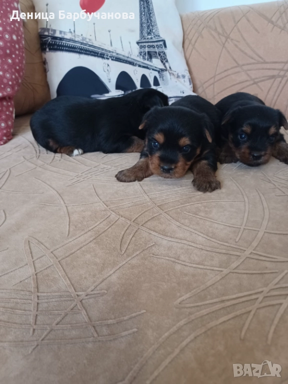 Продавам мъжки йоркширски териер, снимка 1