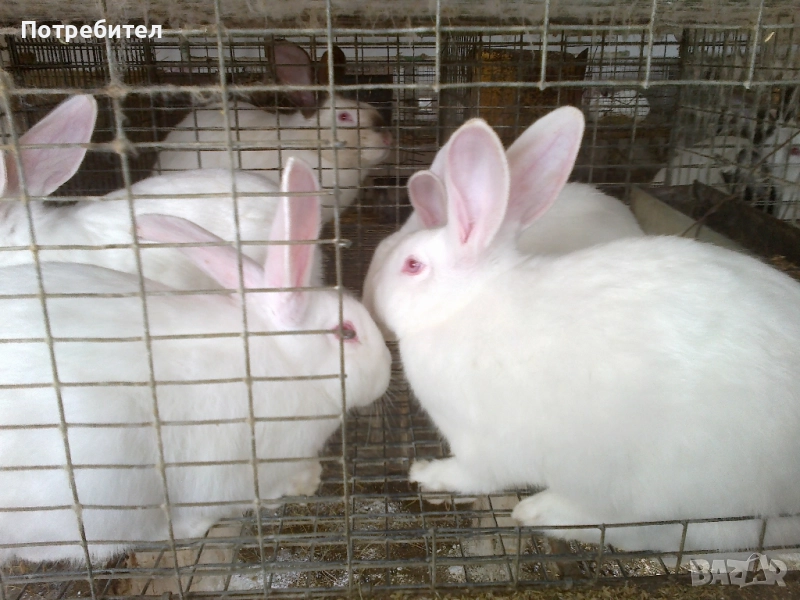 Прясно и консервирано заешко месо , снимка 1