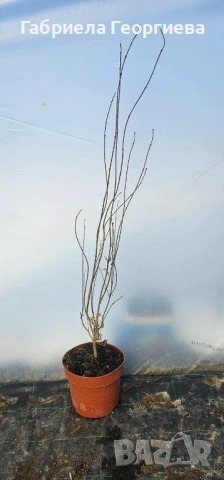 Японски клен/Acer palm. "Orange dream", снимка 3 - Градински цветя и растения - 53557574