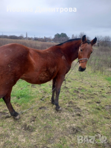 Продавам двандесет годишна кобила, снимка 2 - Коне - 52891327