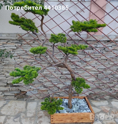 ръчно изработен бонсай Японски стил(уникат) , снимка 7 - Декорация за дома - 52833000