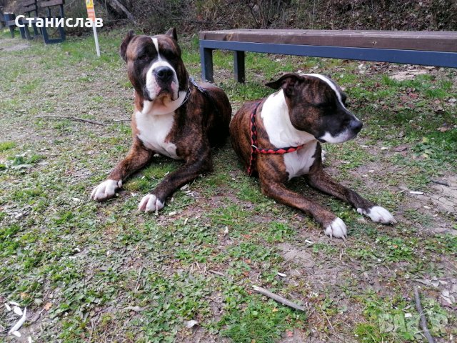 Тигров питбул за разплод ... , снимка 11 - Питбул - 31691648