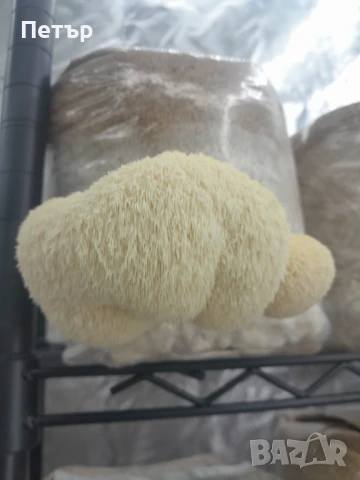 Домашно отгледани гъби Лъвска грива | Fresh Lion's Mane Mushrooms, снимка 7 - Домашни продукти - 51071668