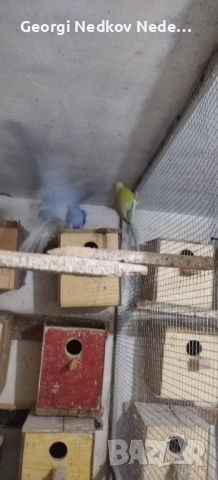 Продавам малки александри , снимка 7 - Папагали - 52697084